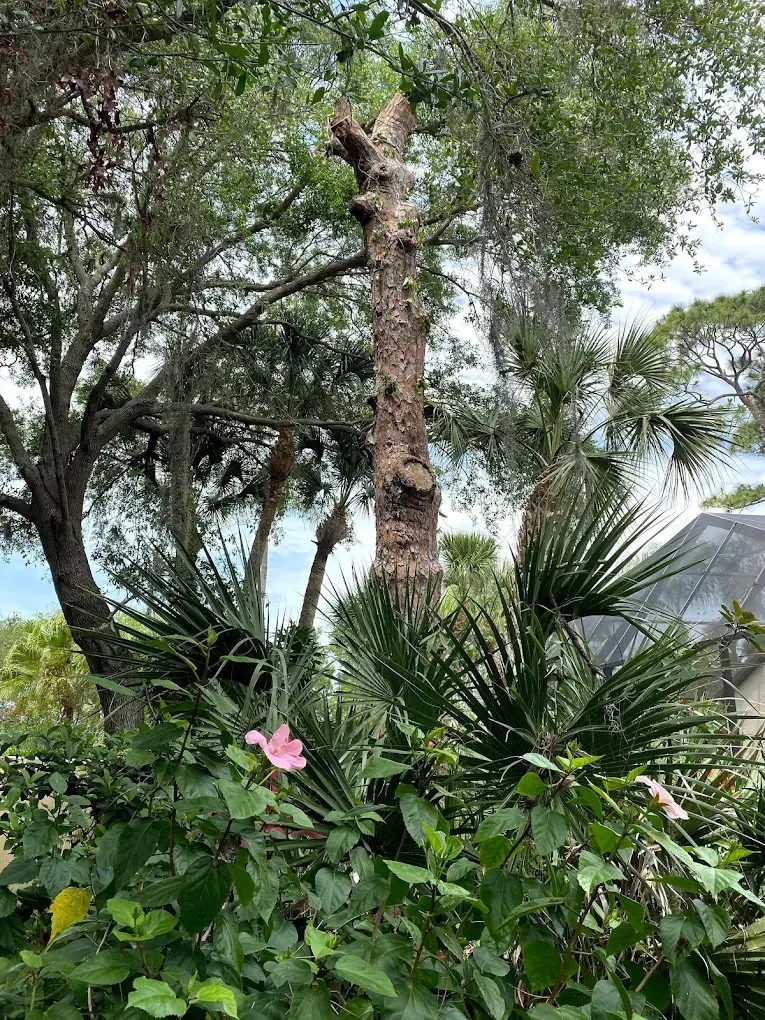A pink hibiscus flower blooms in the foreground below a tall, pruned pine tree and surrounded by lush green foliage.