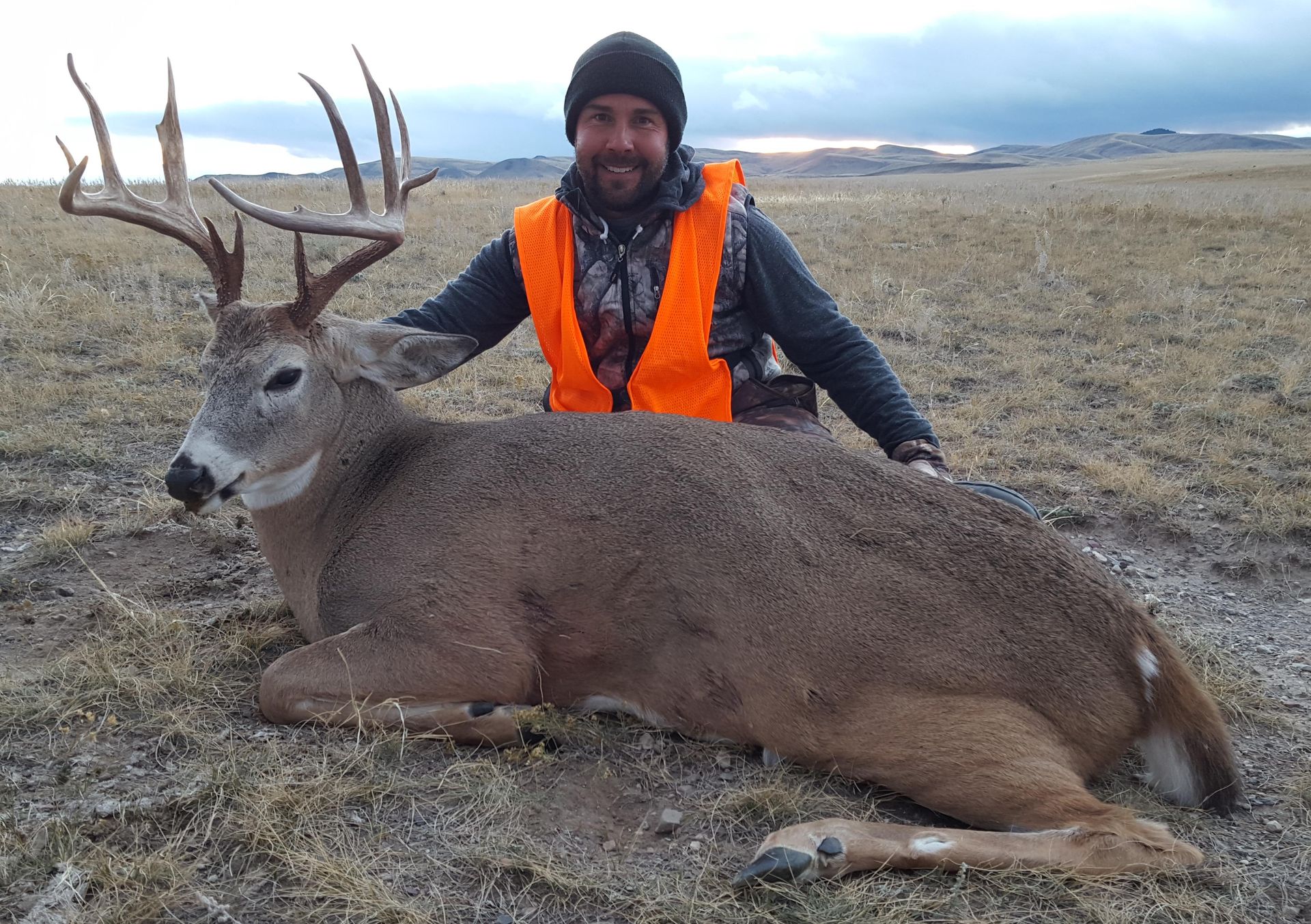 Whitetail Deer Gallery Image