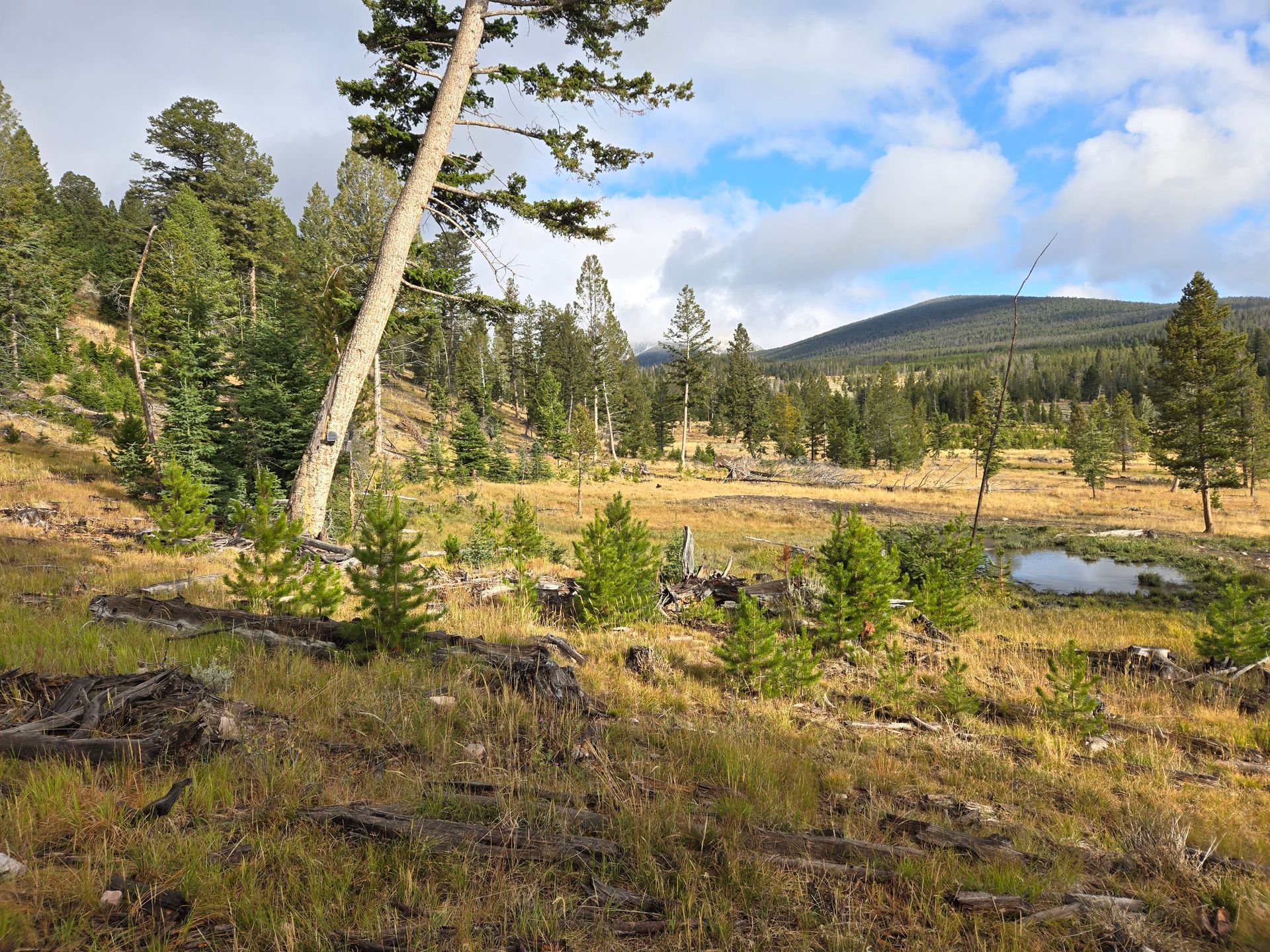 Montana Hunting Scenery
