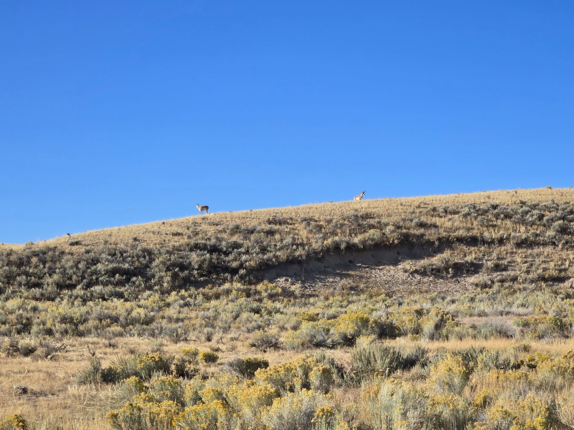 Montana Hunting Scenery