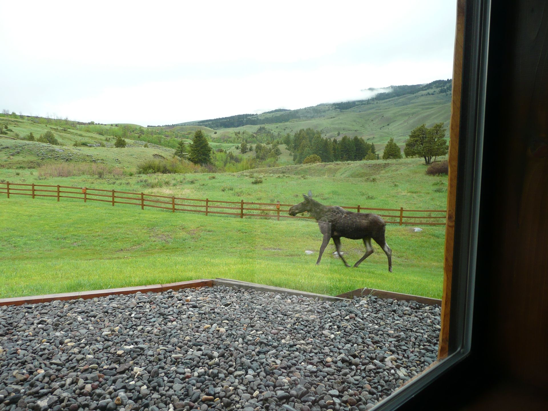 A horse is walking through a grassy field with a fence in the background