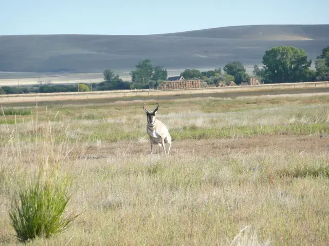 A deer with horns is standing in a field of tall grass.