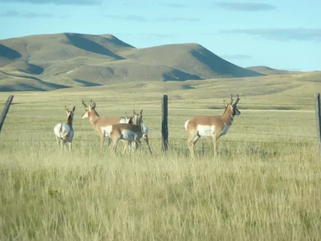 A herd of antelope standing in a grassy field