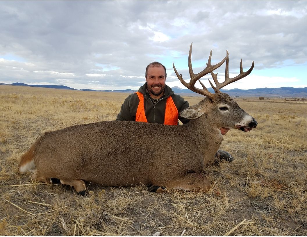 Whitetail Deer Gallery Image