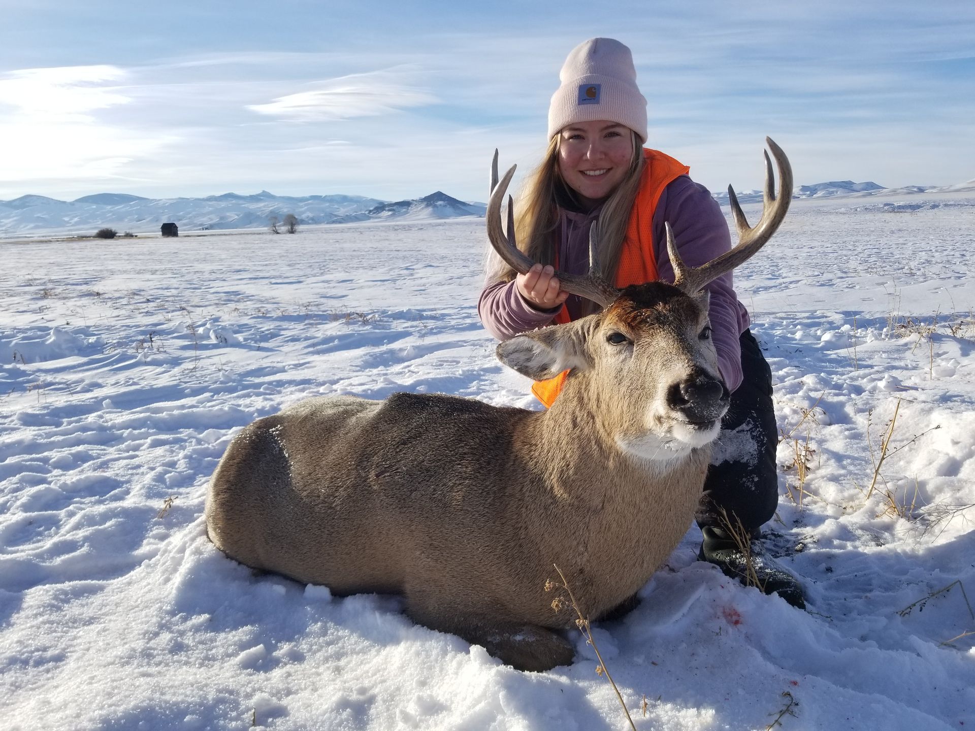 Whitetail Deer Gallery Image