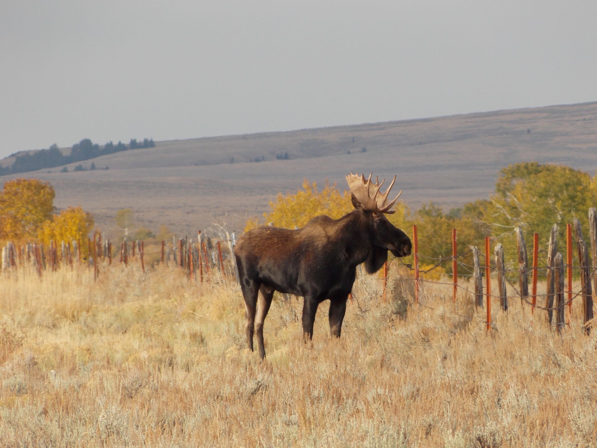 Elk Gallery Image