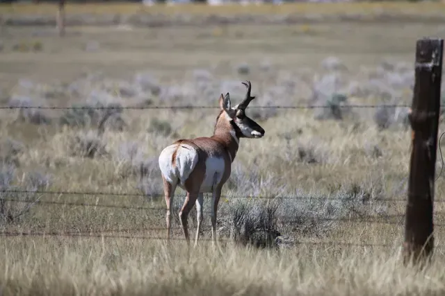 A antelope standing in a field next to a barbed wire fence.