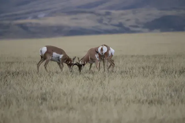 Two antelope are standing in a field of tall grass.