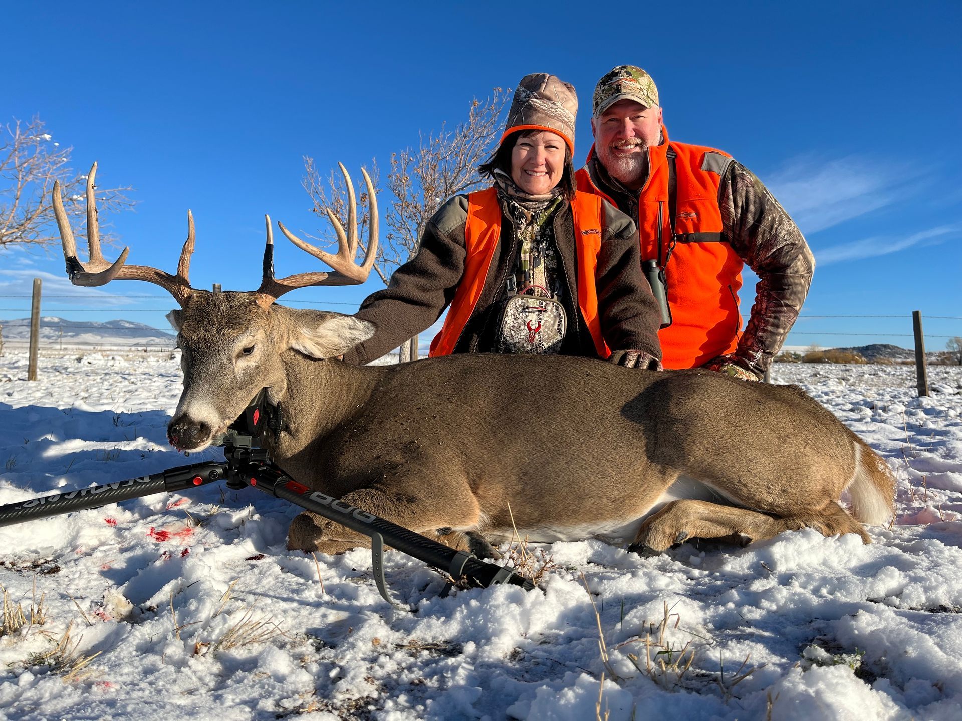 Whitetail Deer Gallery Image