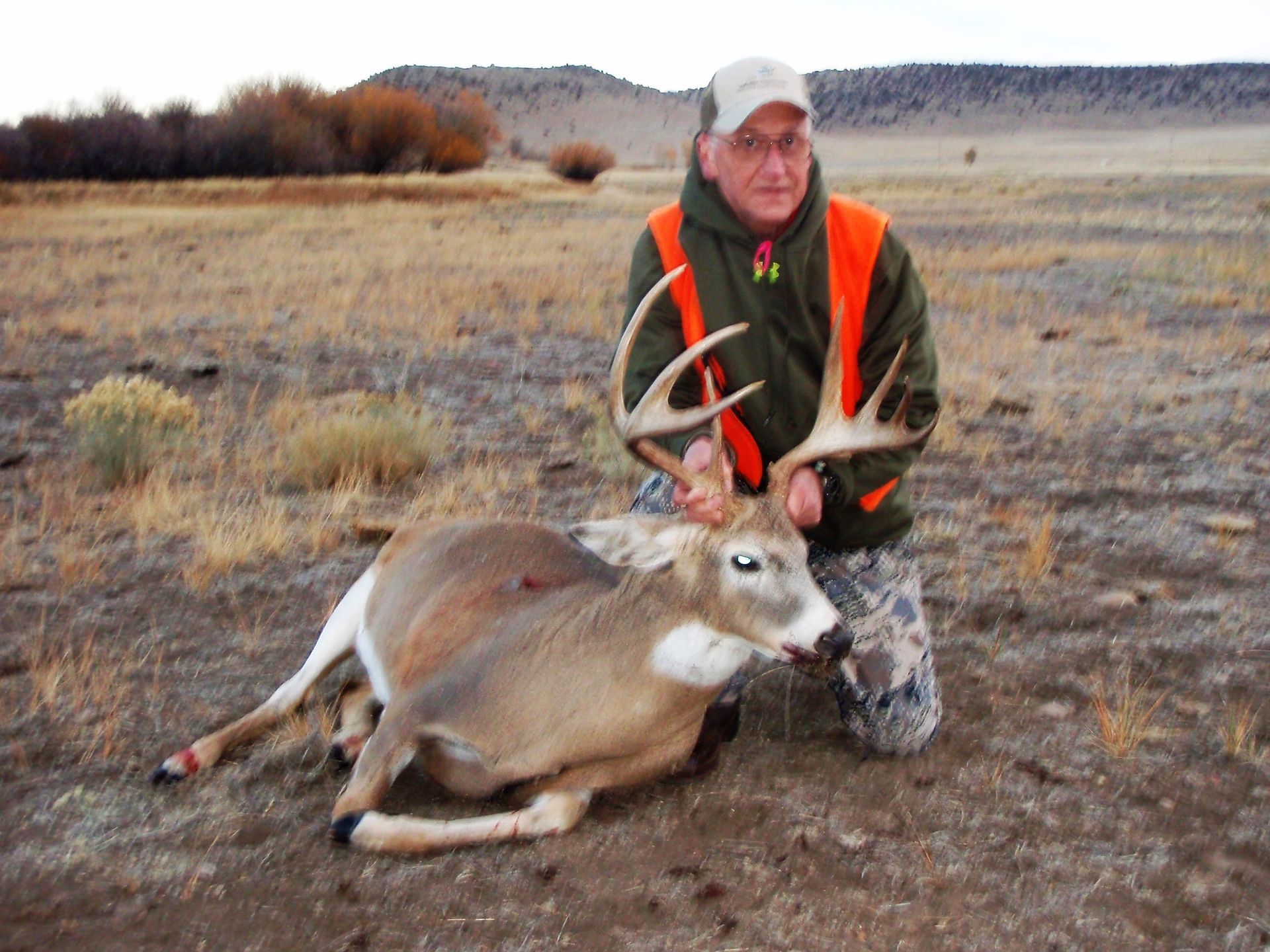 Whitetail Deer Gallery Image