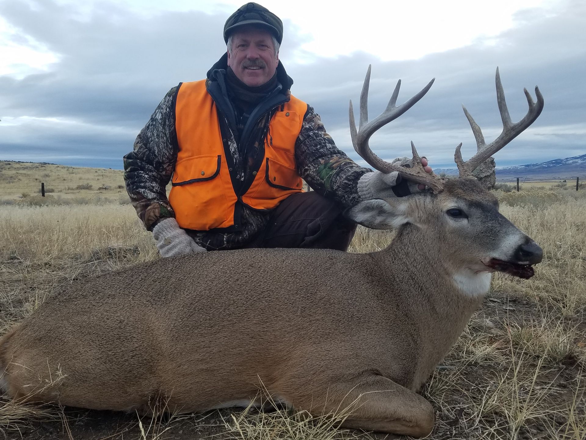 Whitetail Deer Gallery Image