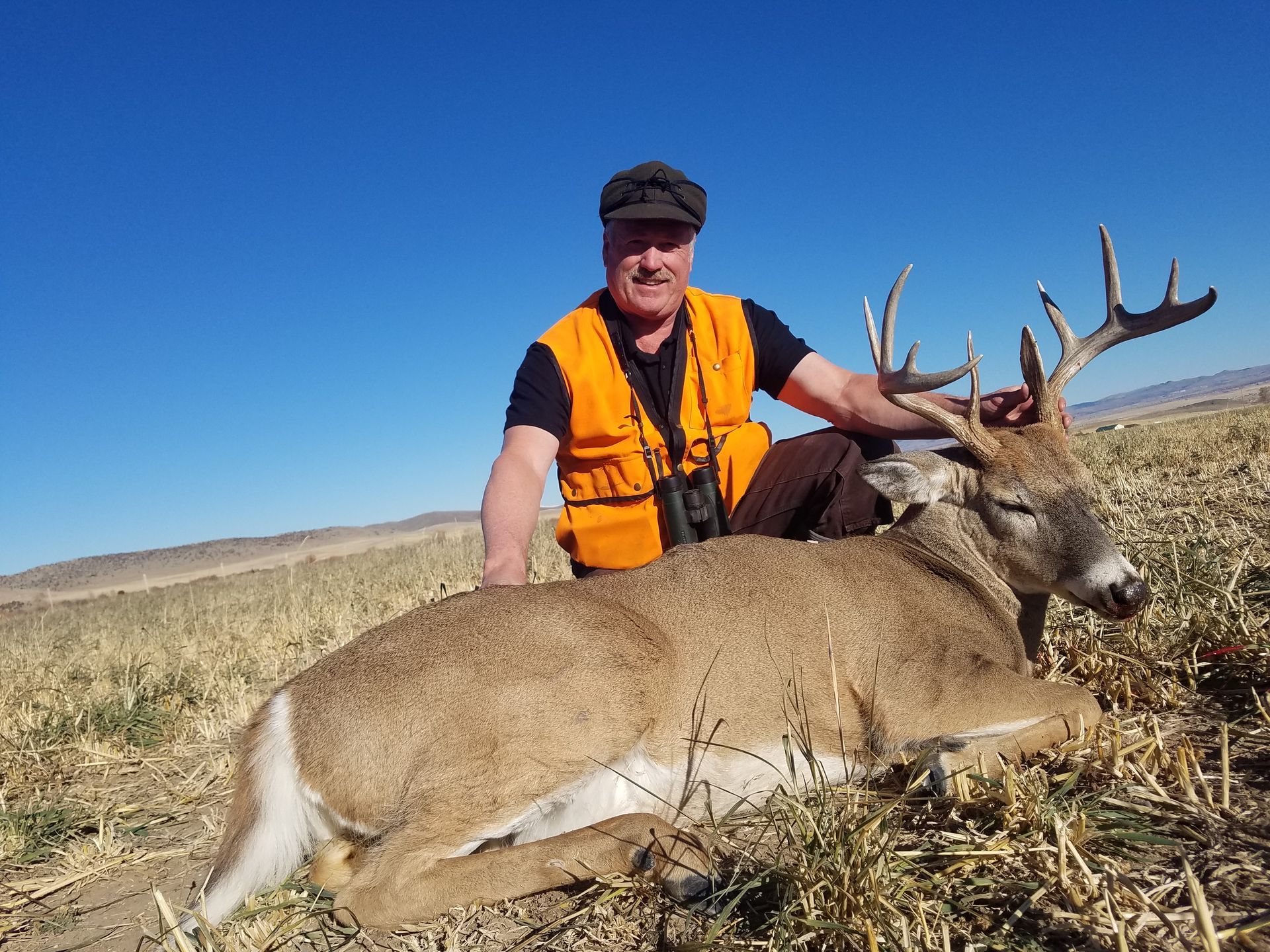 Whitetail Deer Gallery Image