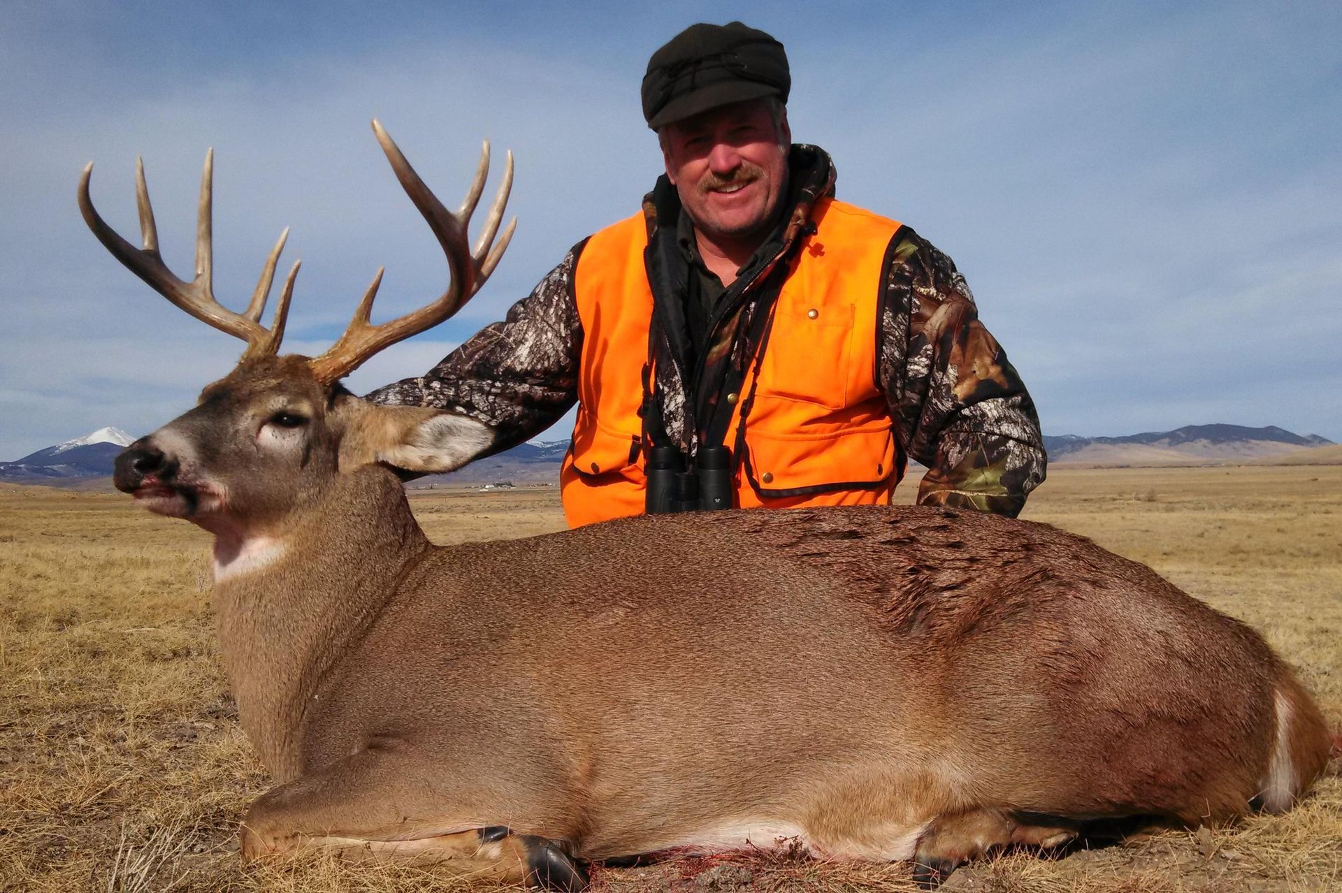 Whitetail Deer Gallery Image