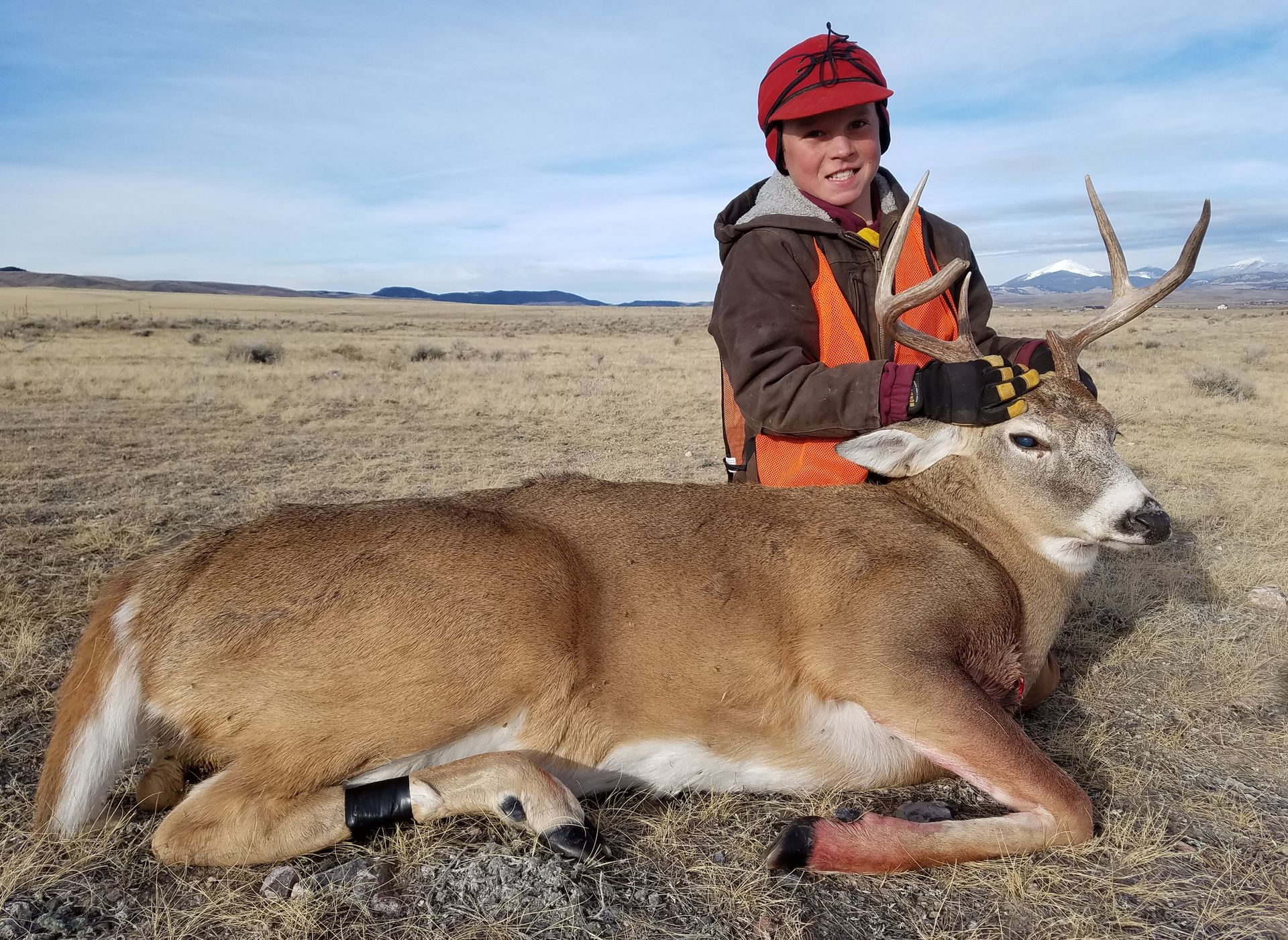 Whitetail Deer Gallery Image