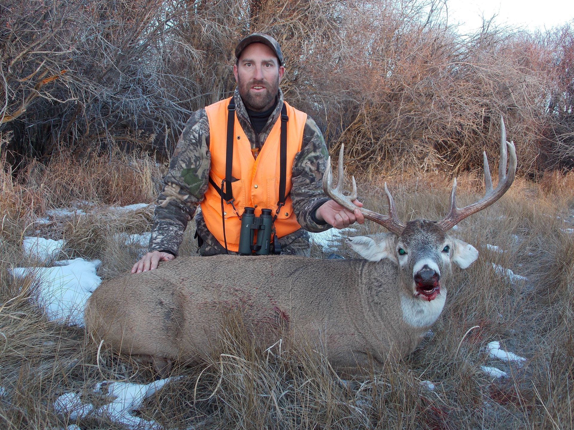 Whitetail Deer Gallery Image