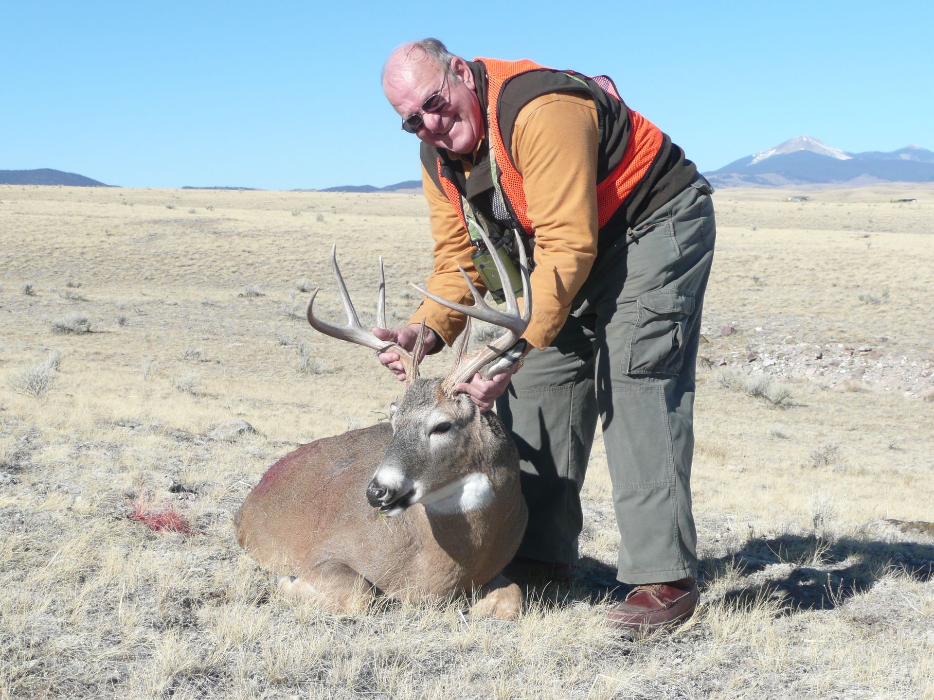 Whitetail Deer Gallery Image