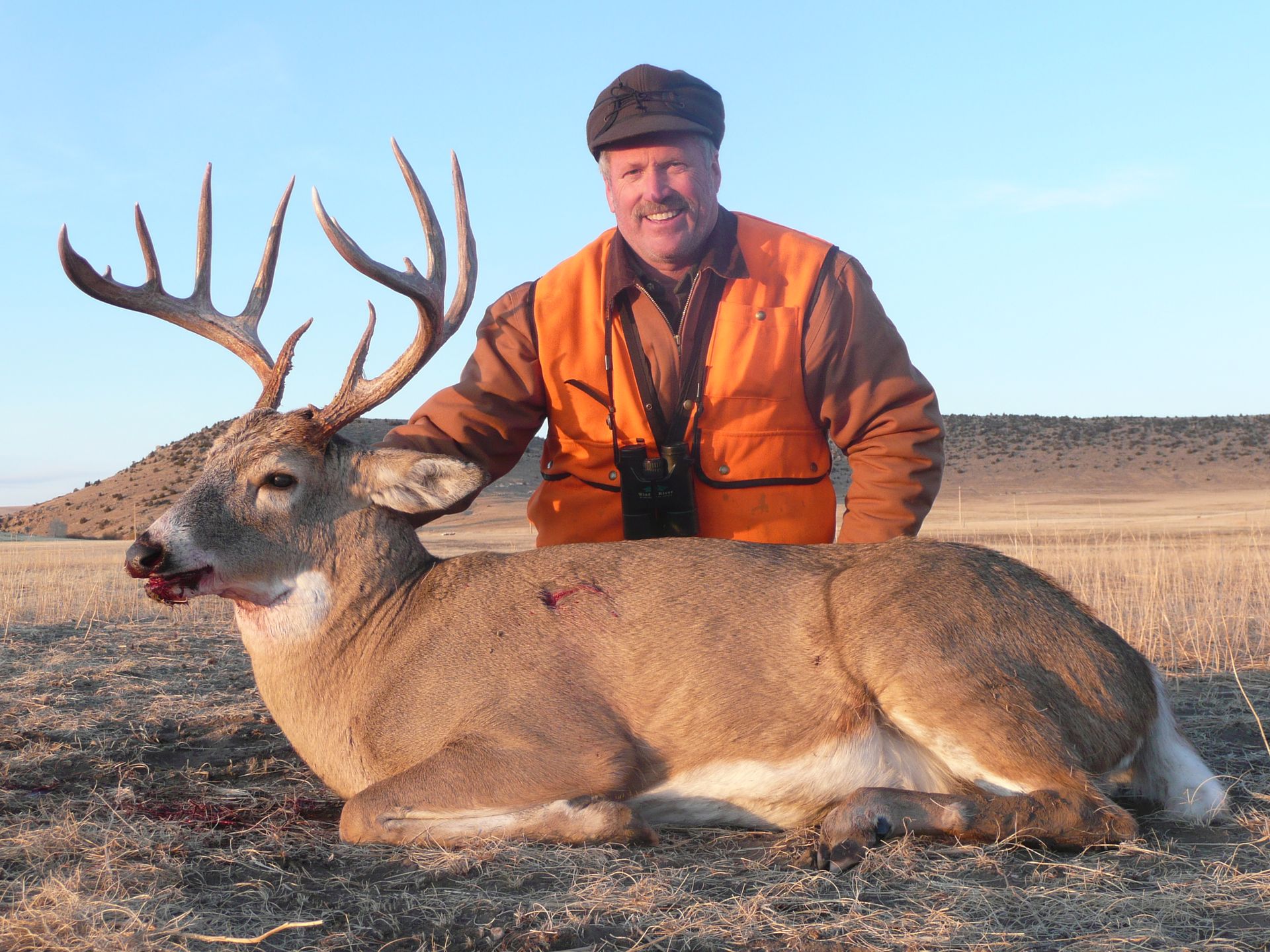 Whitetail Deer Gallery Image