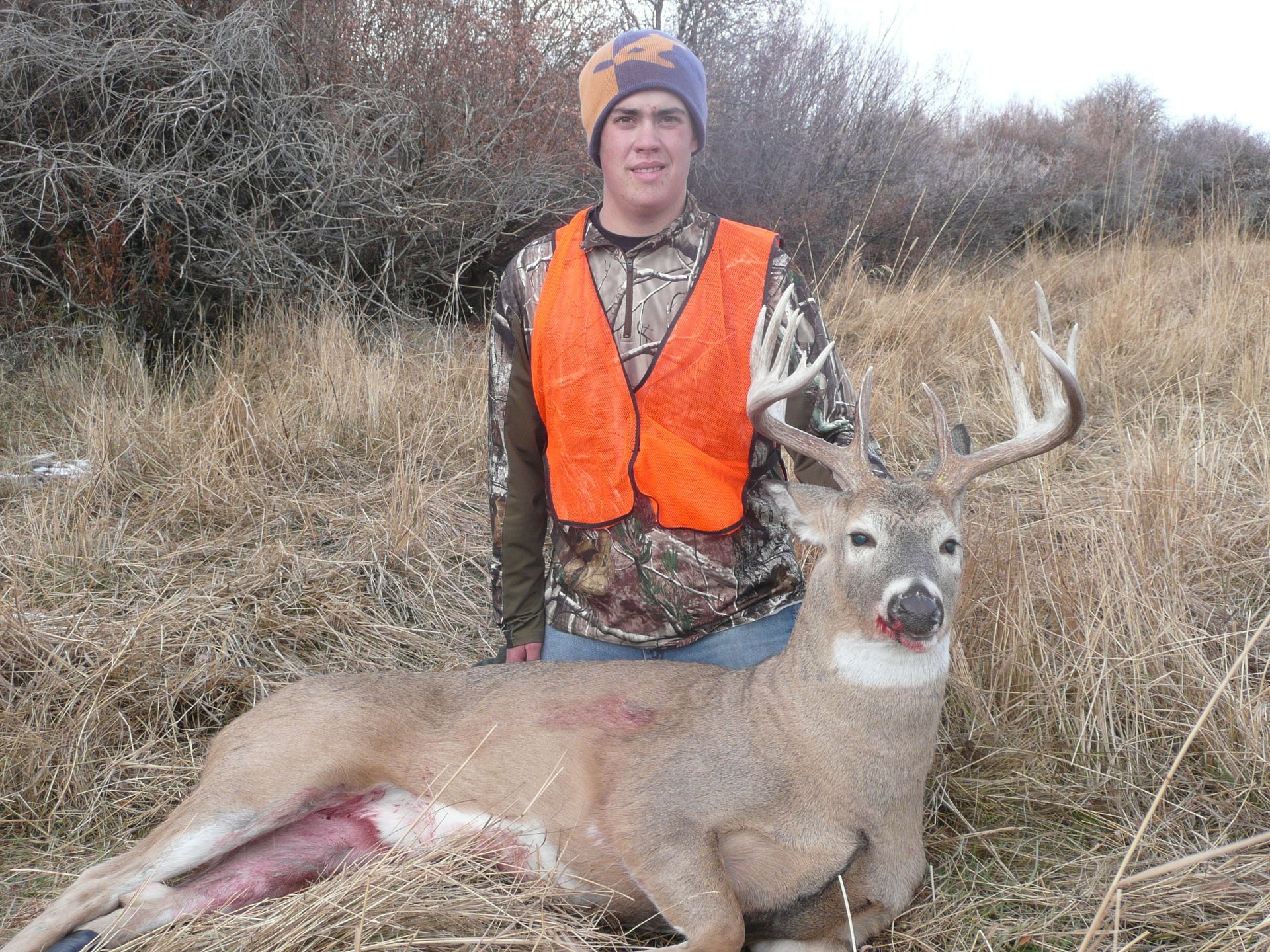 Whitetail Deer Gallery Image