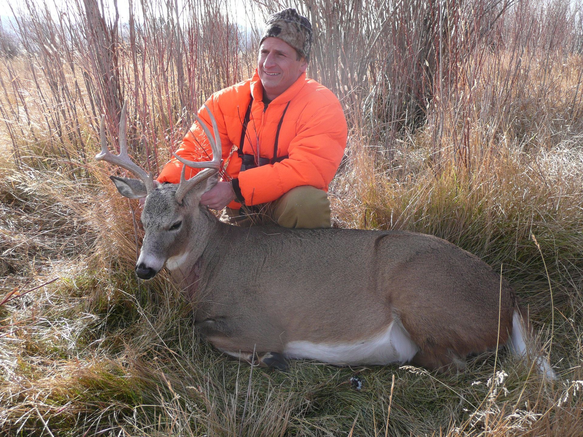 Whitetail Deer Gallery Image