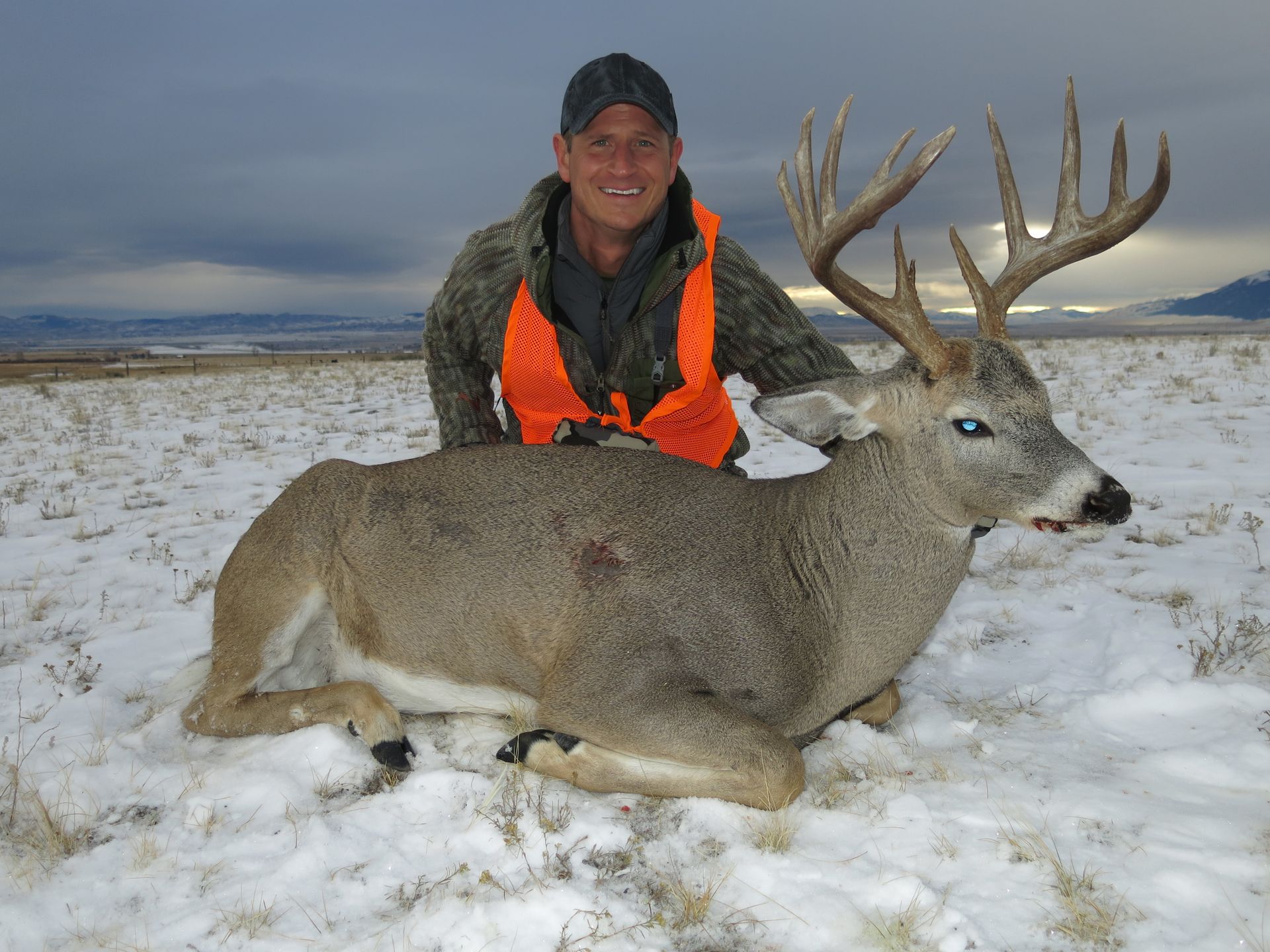 Whitetail Deer Gallery Image