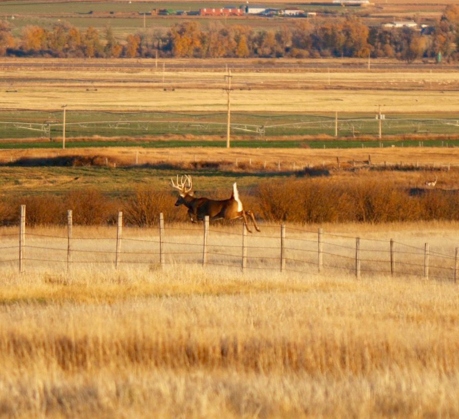 Whitetail Deer Gallery Image