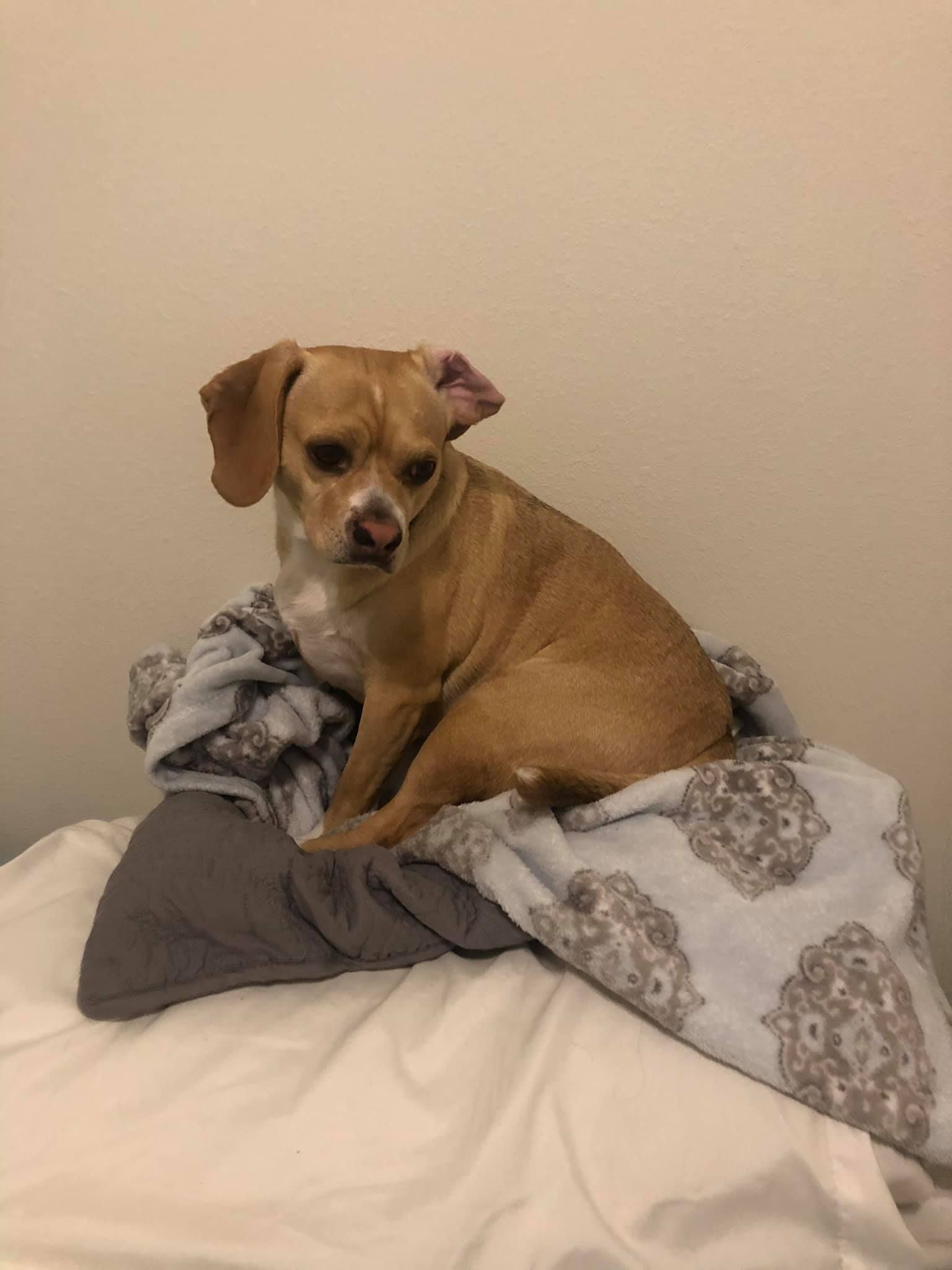 Tan dog with floppy ears sits on a bed covered with blankets, looking at the camera.