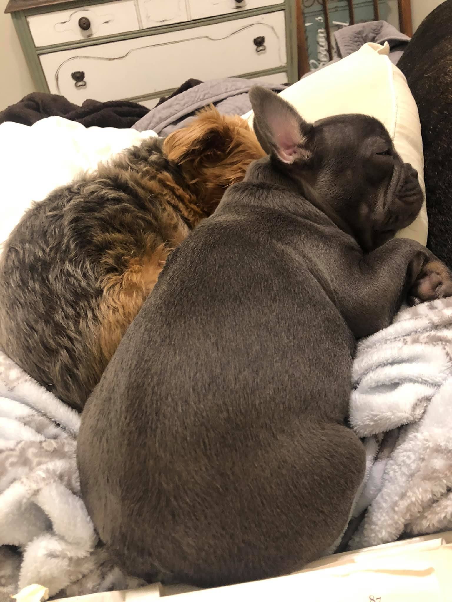 Blue French Bulldog puppy and tabby cat sleeping cuddled on a bed with a white pillow.