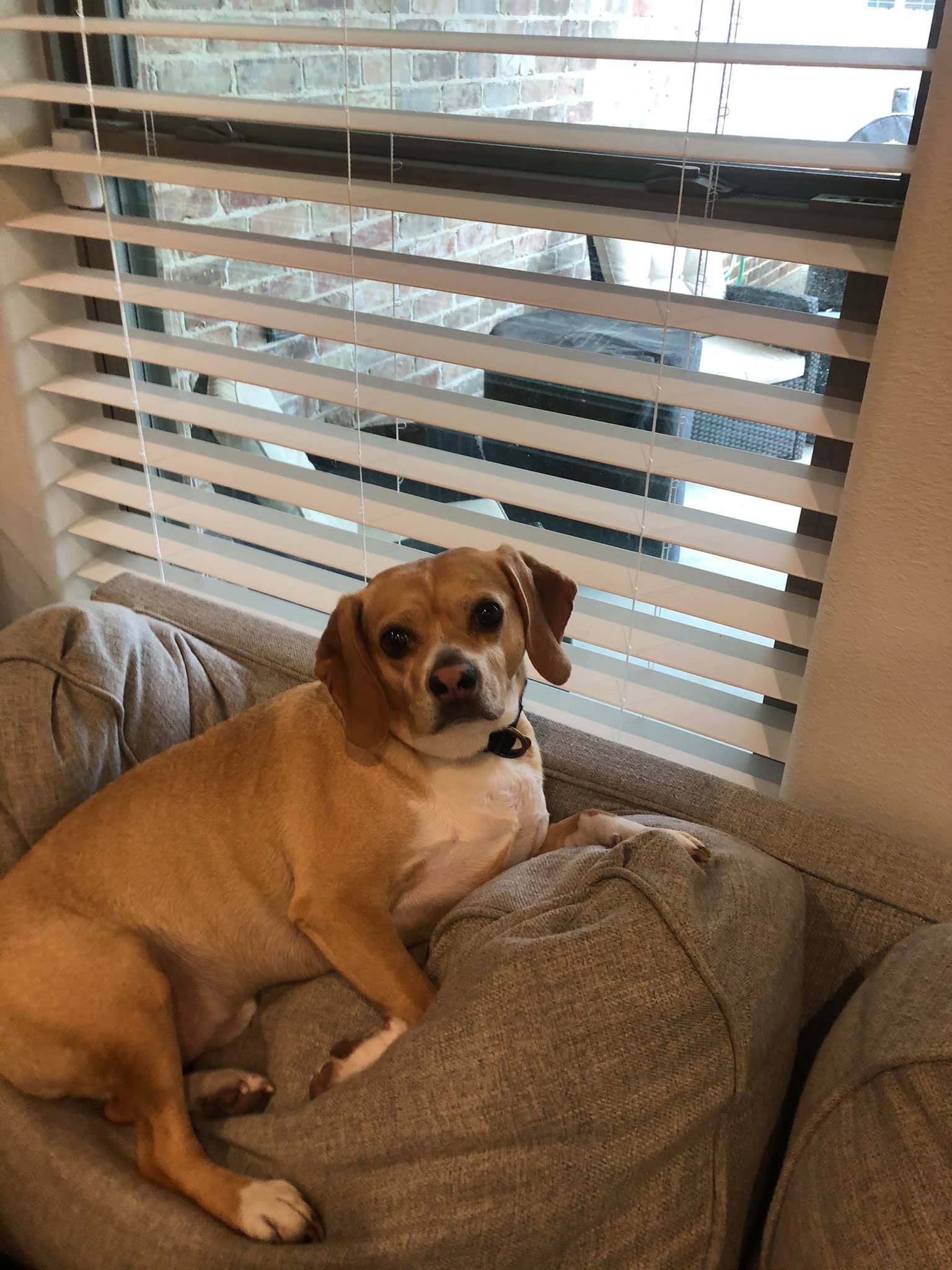 Tan and white dog resting on a gray couch, looking at the camera near a window with blinds.