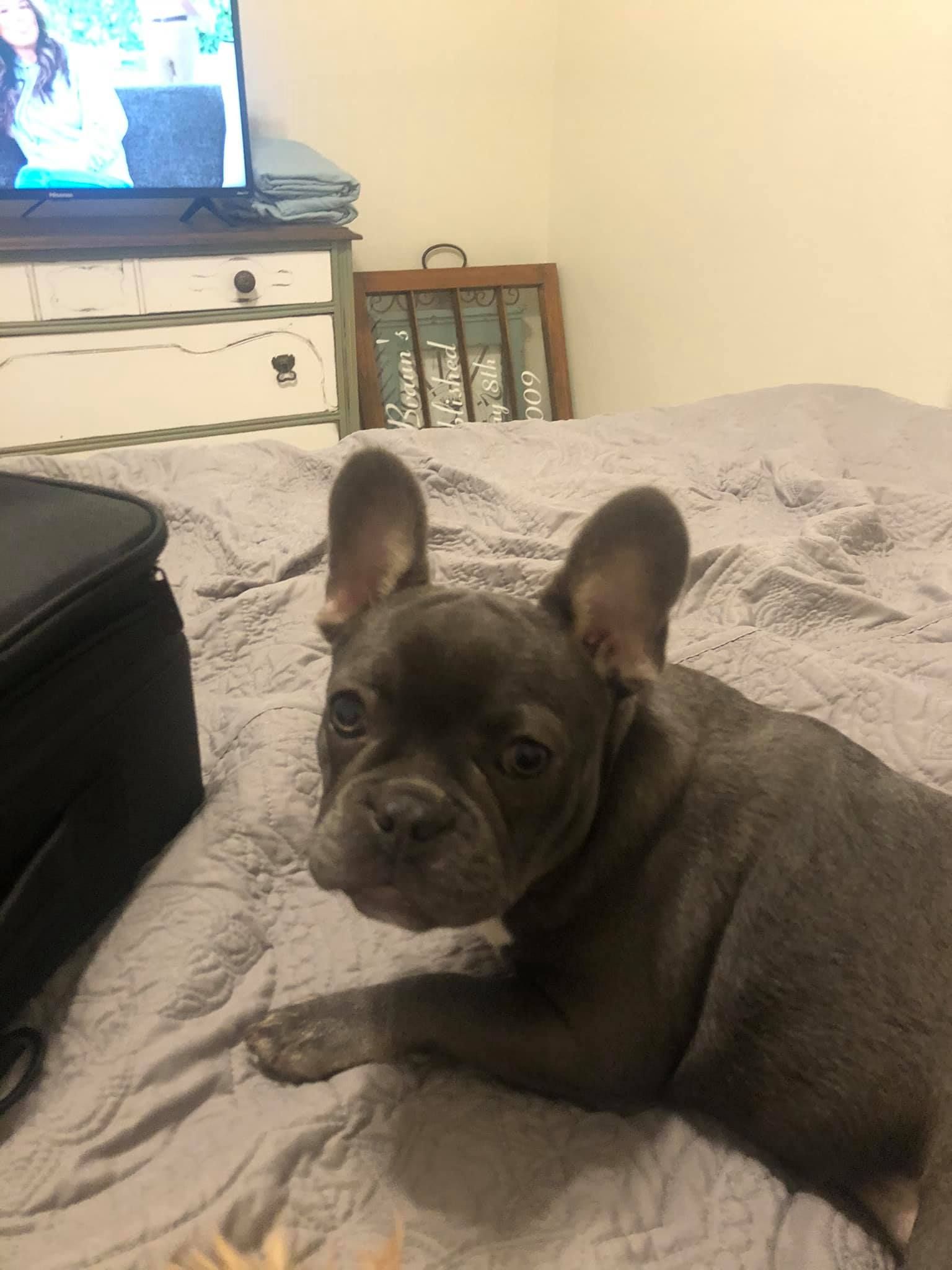 Blue French Bulldog lying on a bed, looking at the camera.