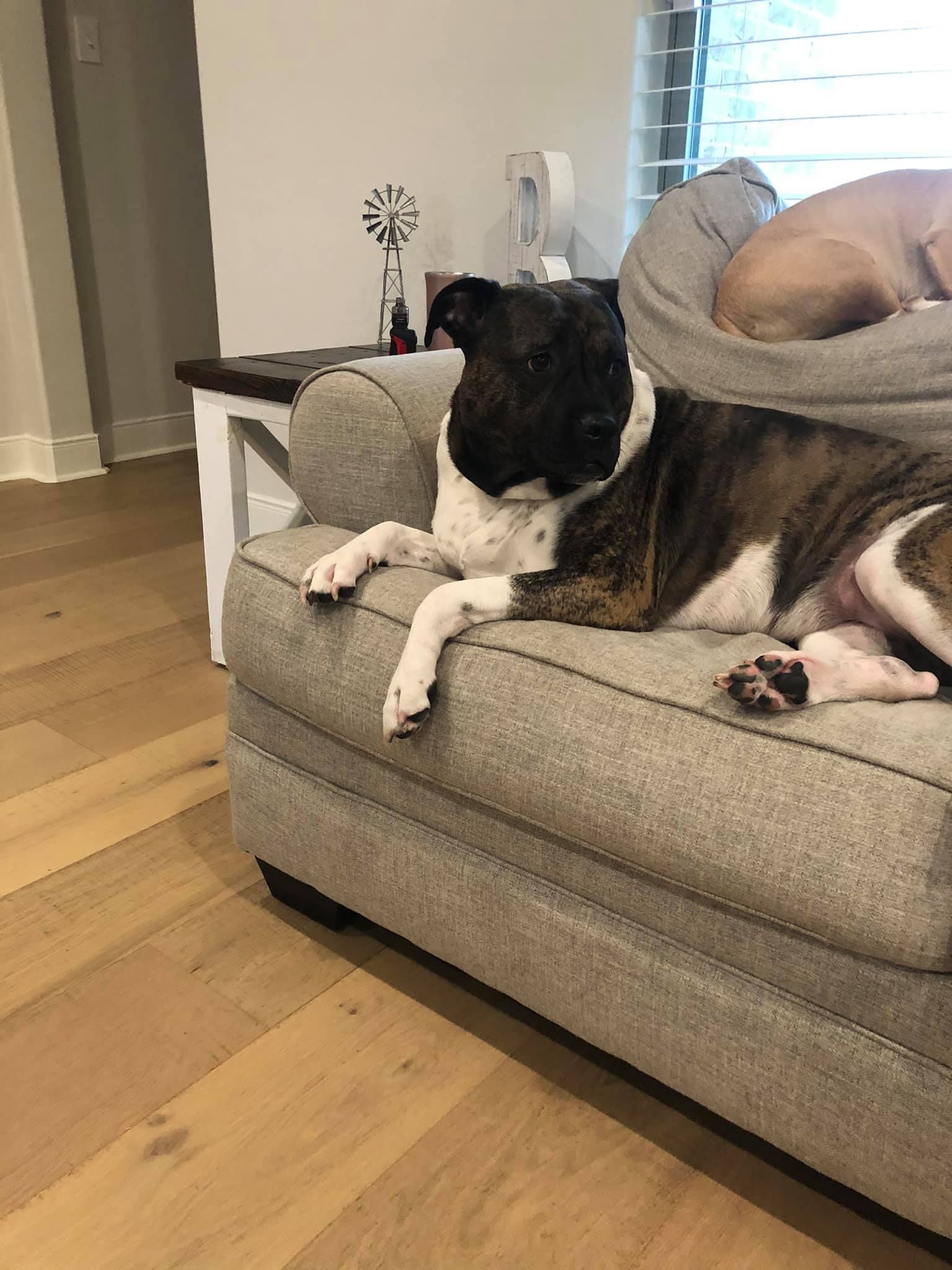 Dog with black and white markings resting on a gray couch, another dog in the background.