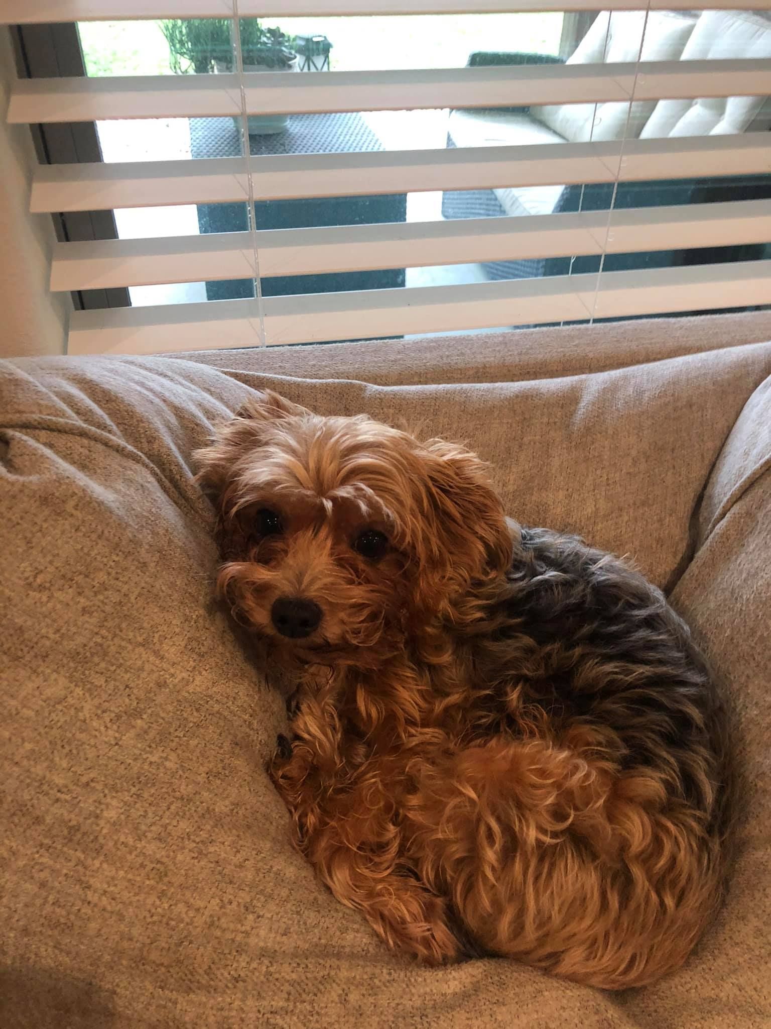 Small, fluffy dog with brown and black fur resting on a beige cushion indoors, looking at the camera.
