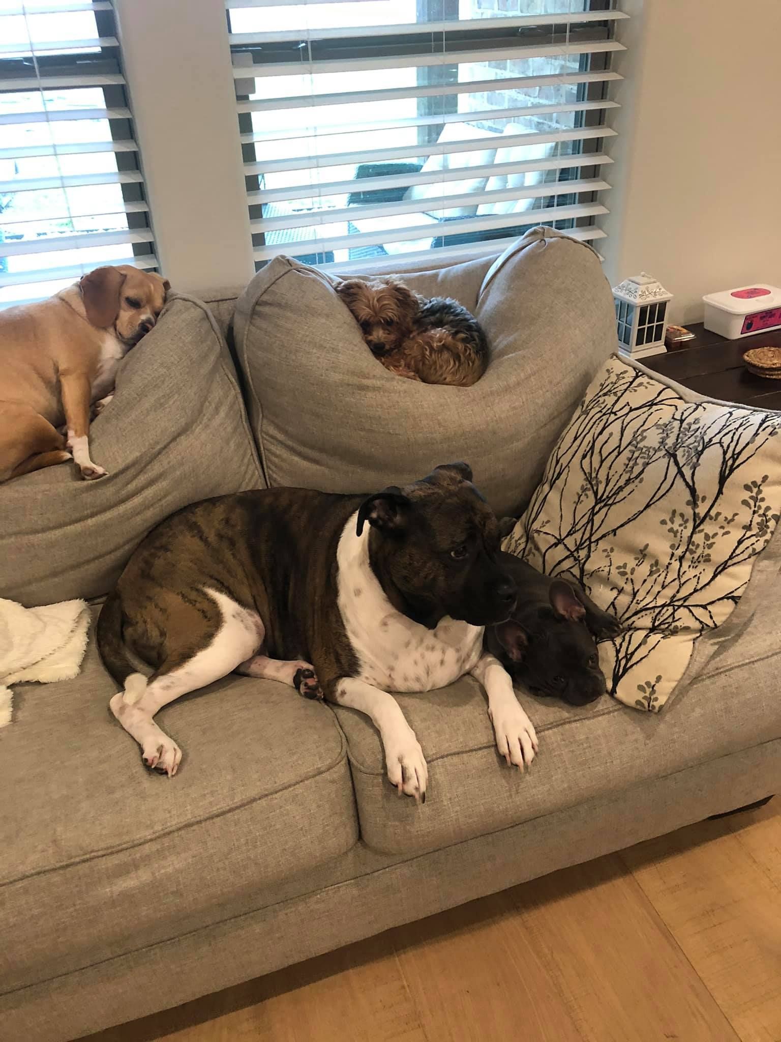 Three dogs relaxing on a gray couch. One is brown and white, laying down, another is light brown sitting up, and the third is curled up in a beanbag.