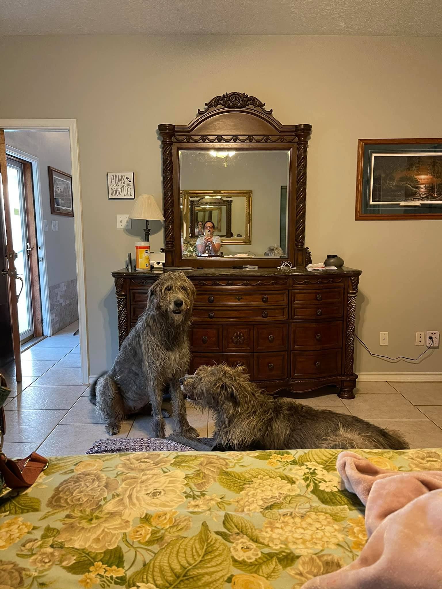 Two gray Irish Wolfhounds in a bedroom with a dresser and mirror. One sits, the other lies down.