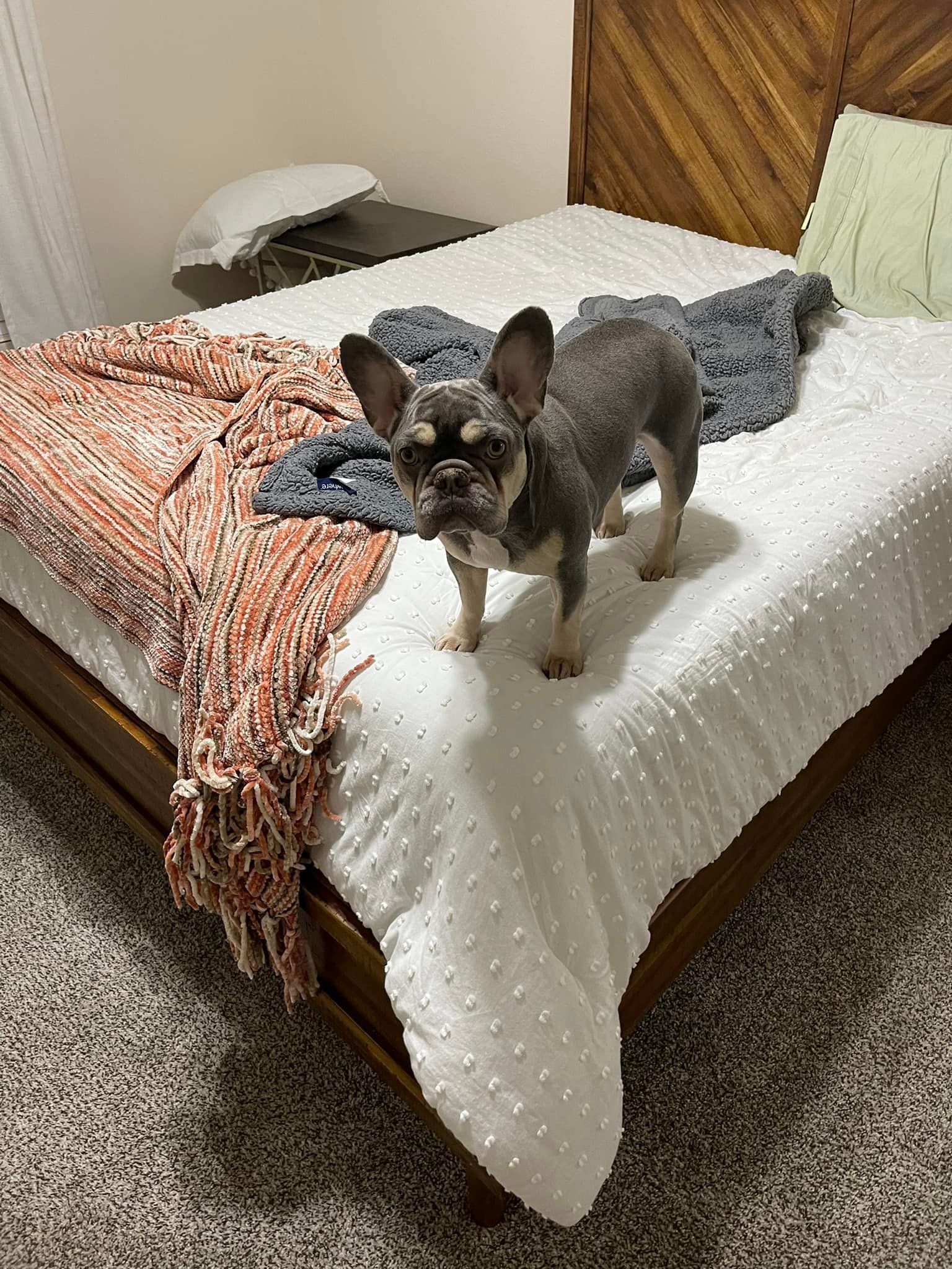 French bulldog standing on a bed with a wooden headboard, looking at the camera.