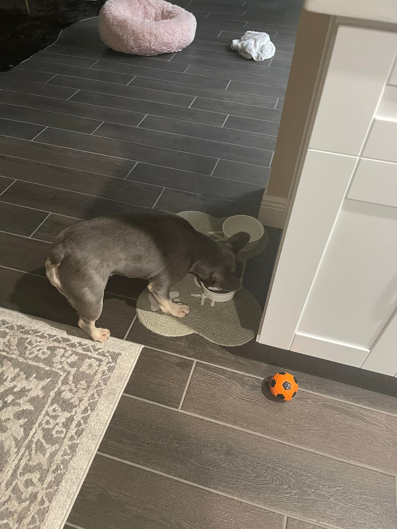 Dog in a kitchen eating from a bowl on a rug, with a ball nearby.