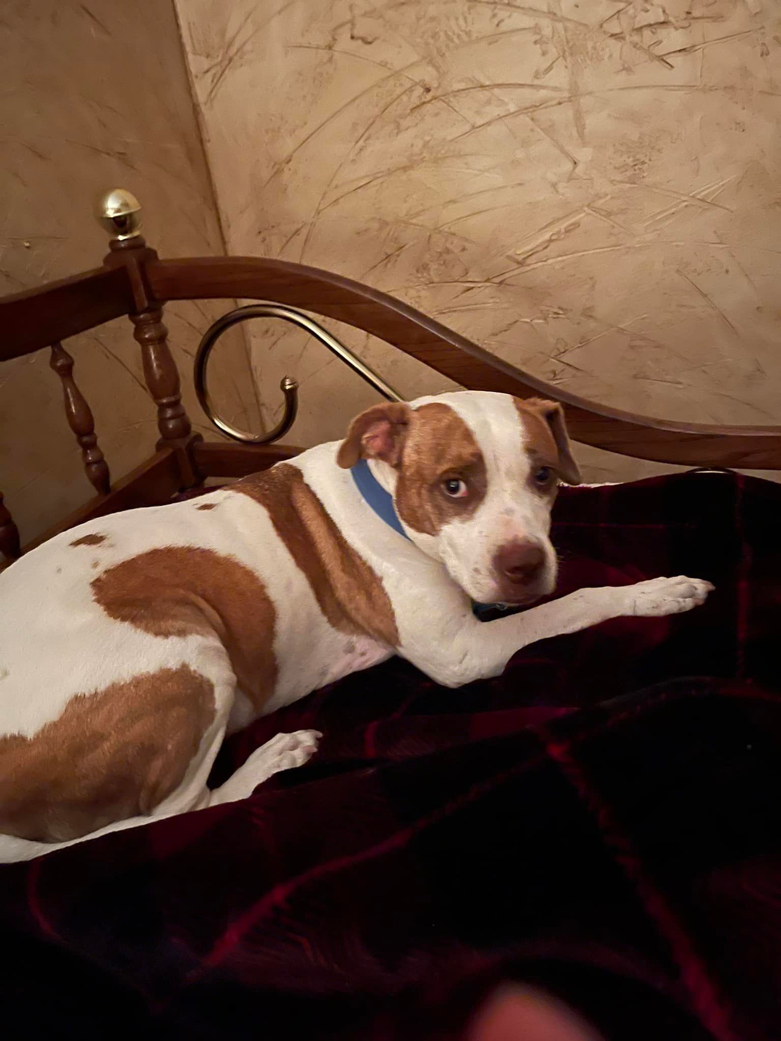 Dog with brown and white spots wearing a blue collar rests on a bed with a dark red blanket.