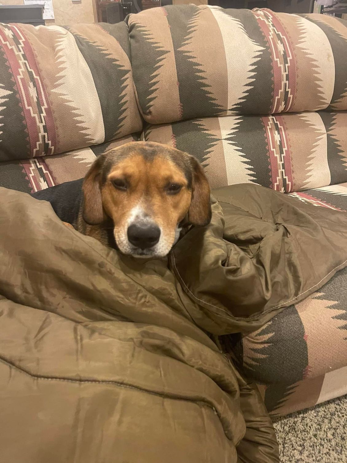 Dog resting on a brown blanket, with a patterned couch background. Dog has brown and white fur, looking down.