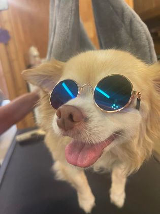 Small, brown and black dog resting on a beige cushion in front of a window with blinds.