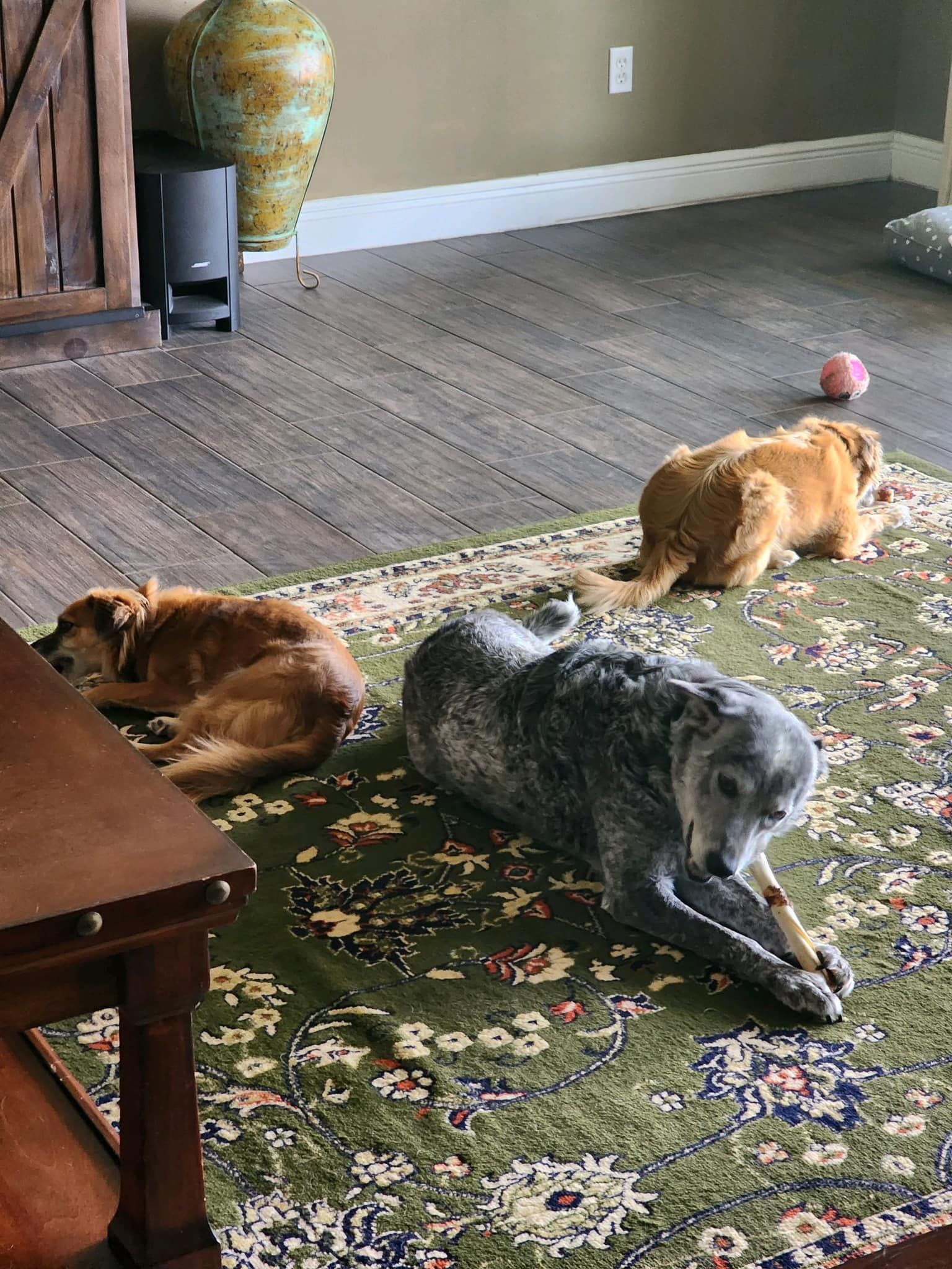 Three dogs resting on a green rug in a living room, two brown and one gray.