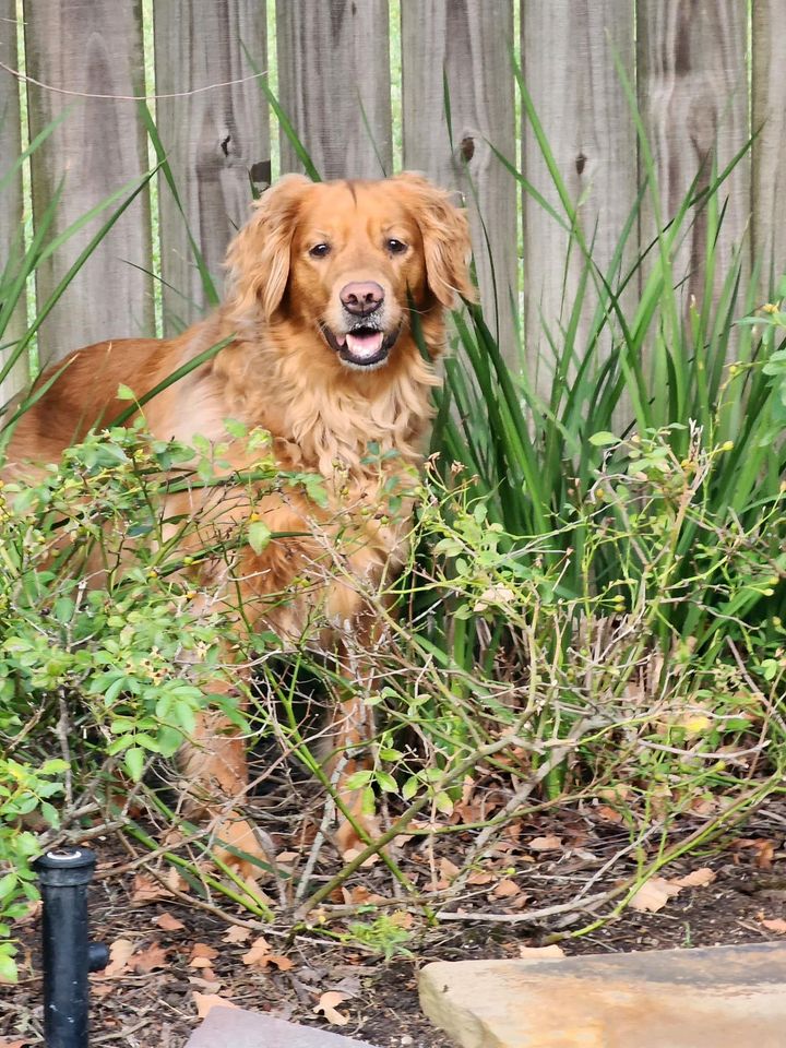 Golden-colored dog in garden, looking at camera, mouth open, beside wooden fence and greenery.