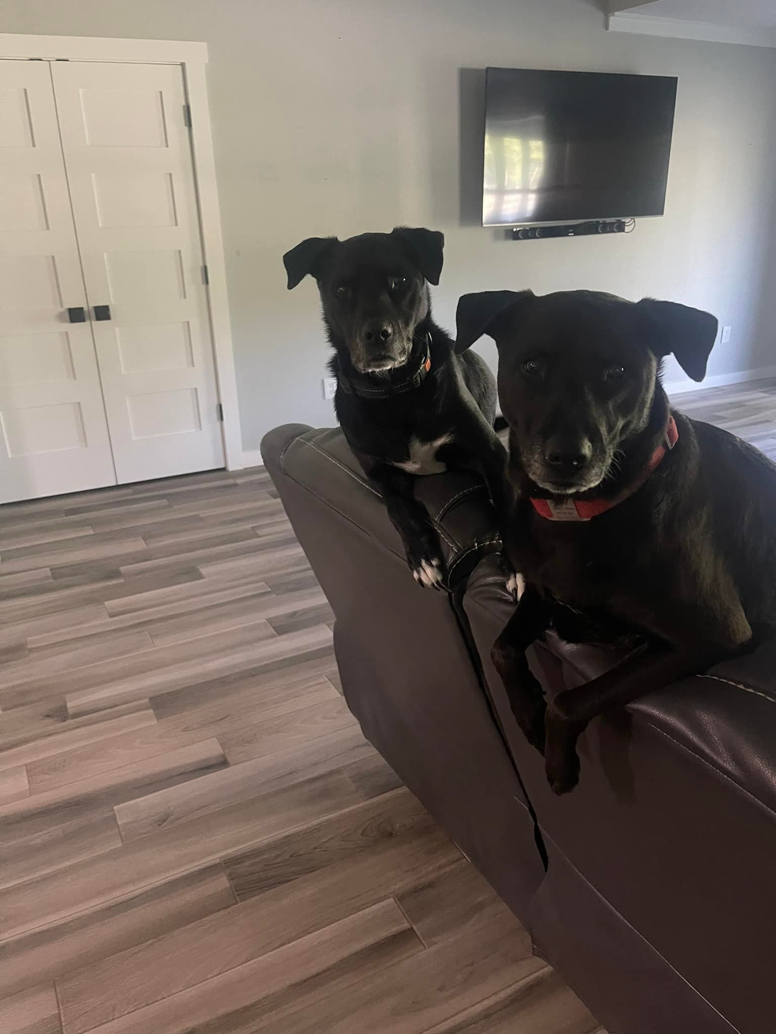 French Bulldog laying on a white bed with its paws outstretched. Gray and tan fur, looking forward.