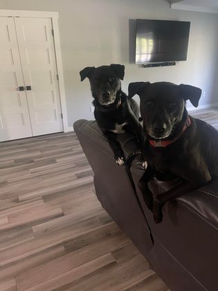 French Bulldog laying on a white bed with its paws outstretched. Gray and tan fur, looking forward.