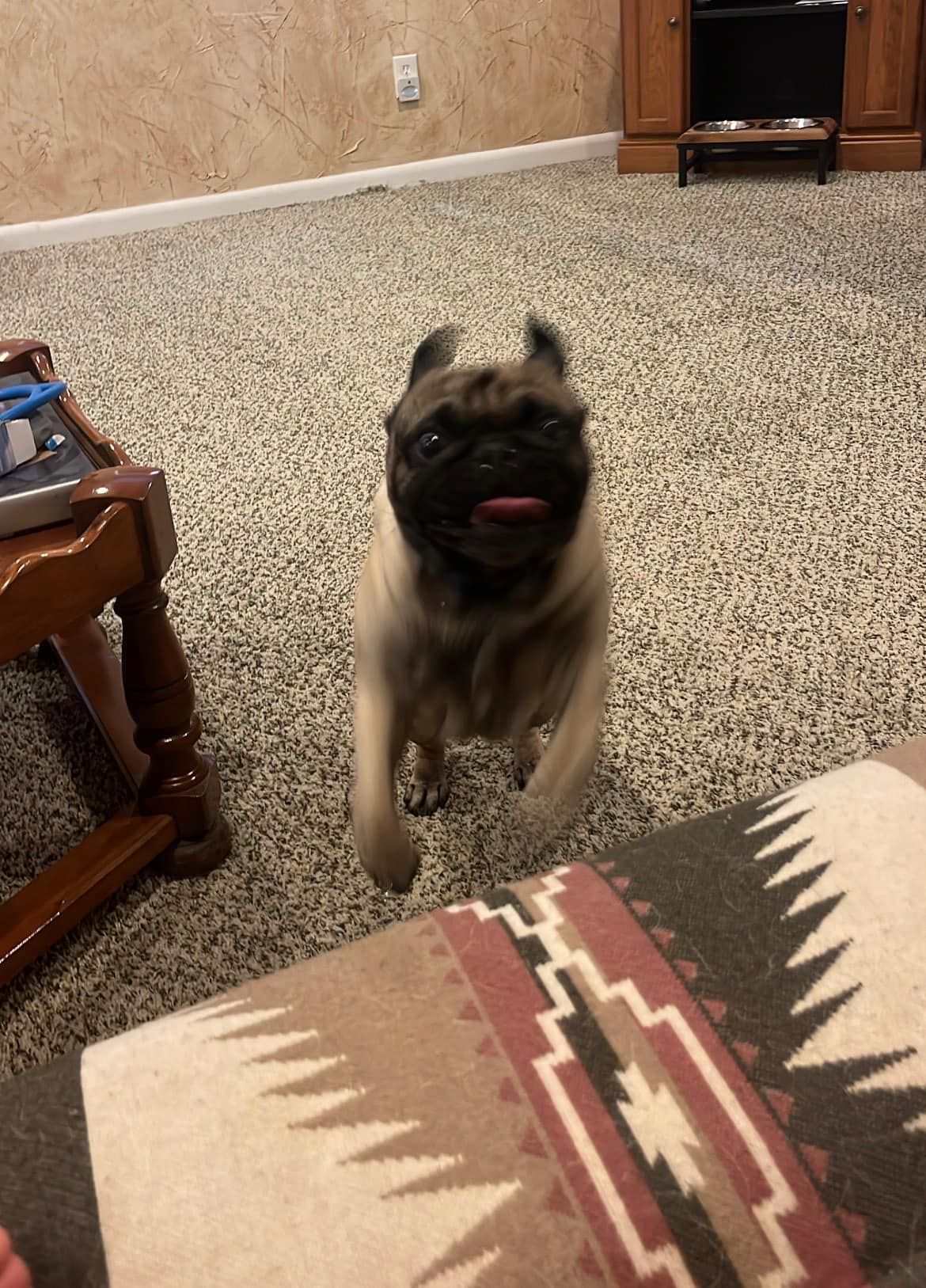 Pug running towards the viewer, tongue out. Beige and black fur, indoors, on a speckled floor.