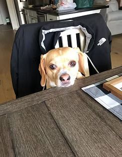 Tan dog sitting on a pile of blankets, looking downward.