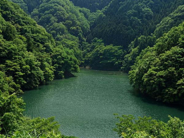Green lake surrounded by dense forested hills on a sunny day