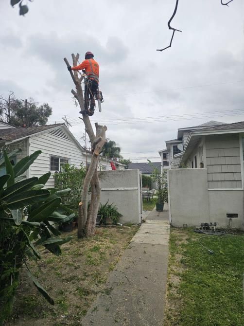 A man is climbing a tree in front of a house.