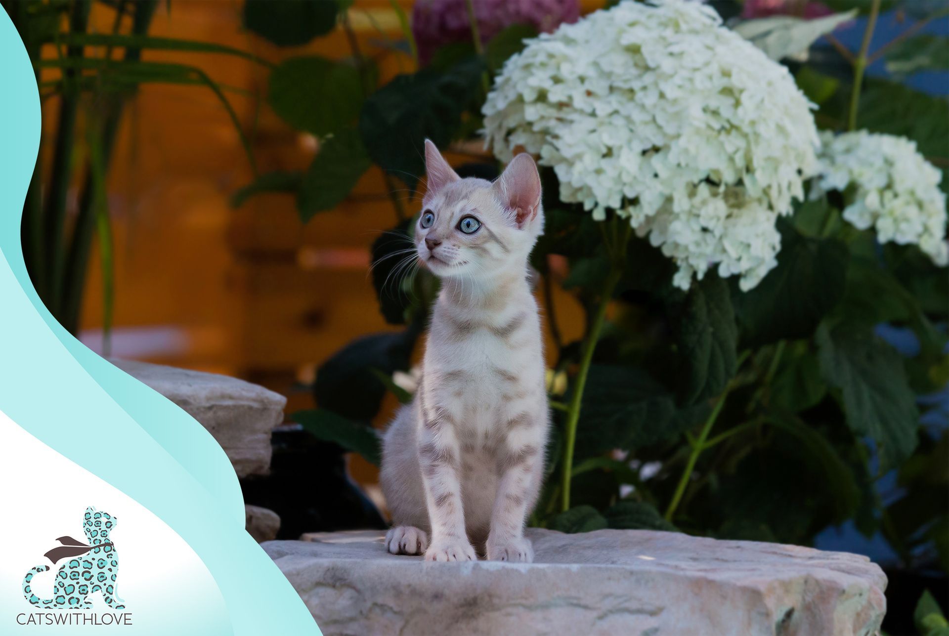 A kitten is sitting on a rock in front of flowers.