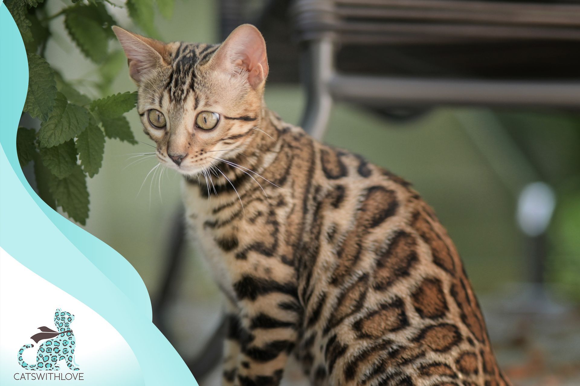 A bengal cat is sitting on a chair and looking at the camera.