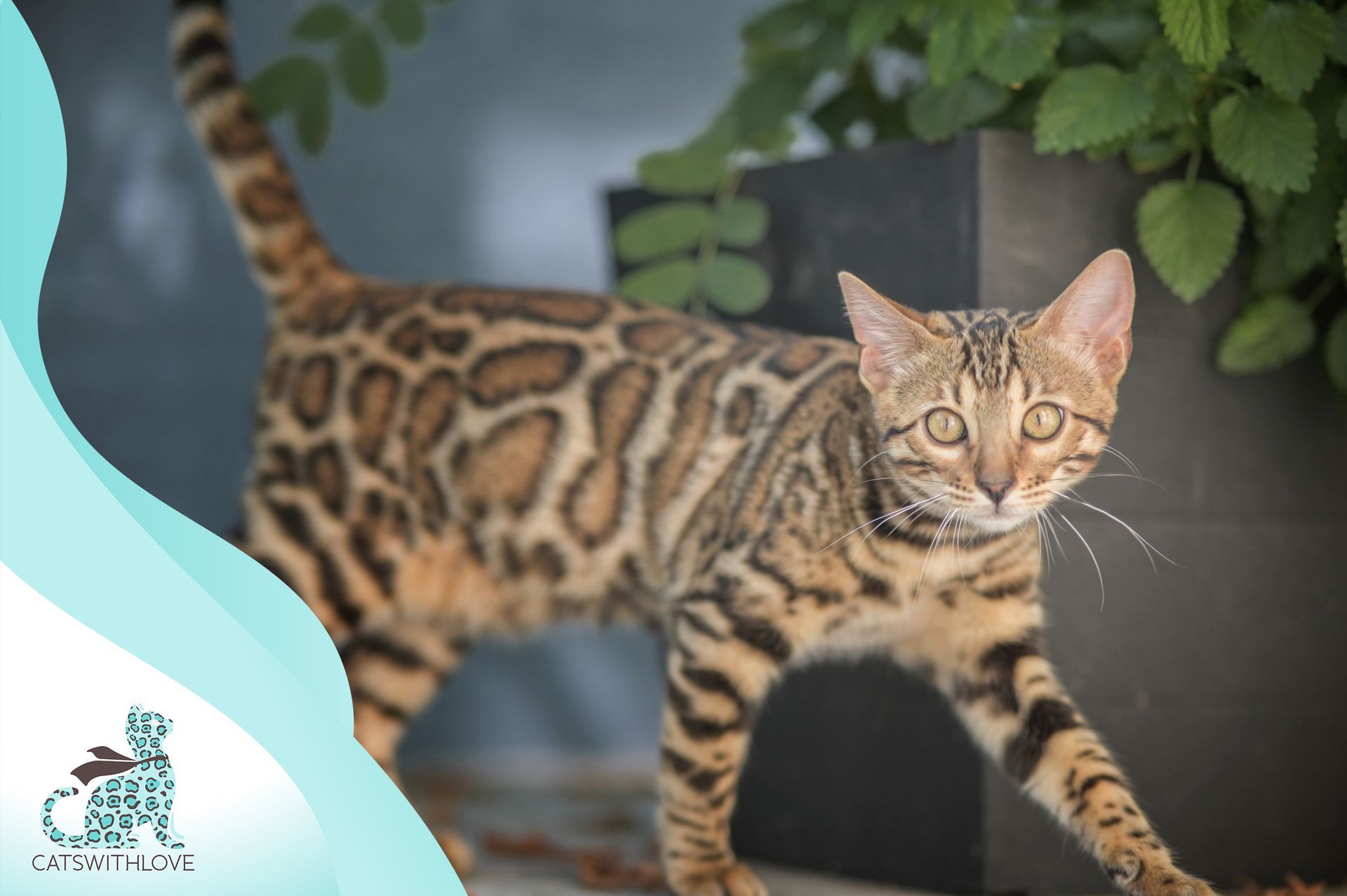 A bengal cat is standing in front of a plant.