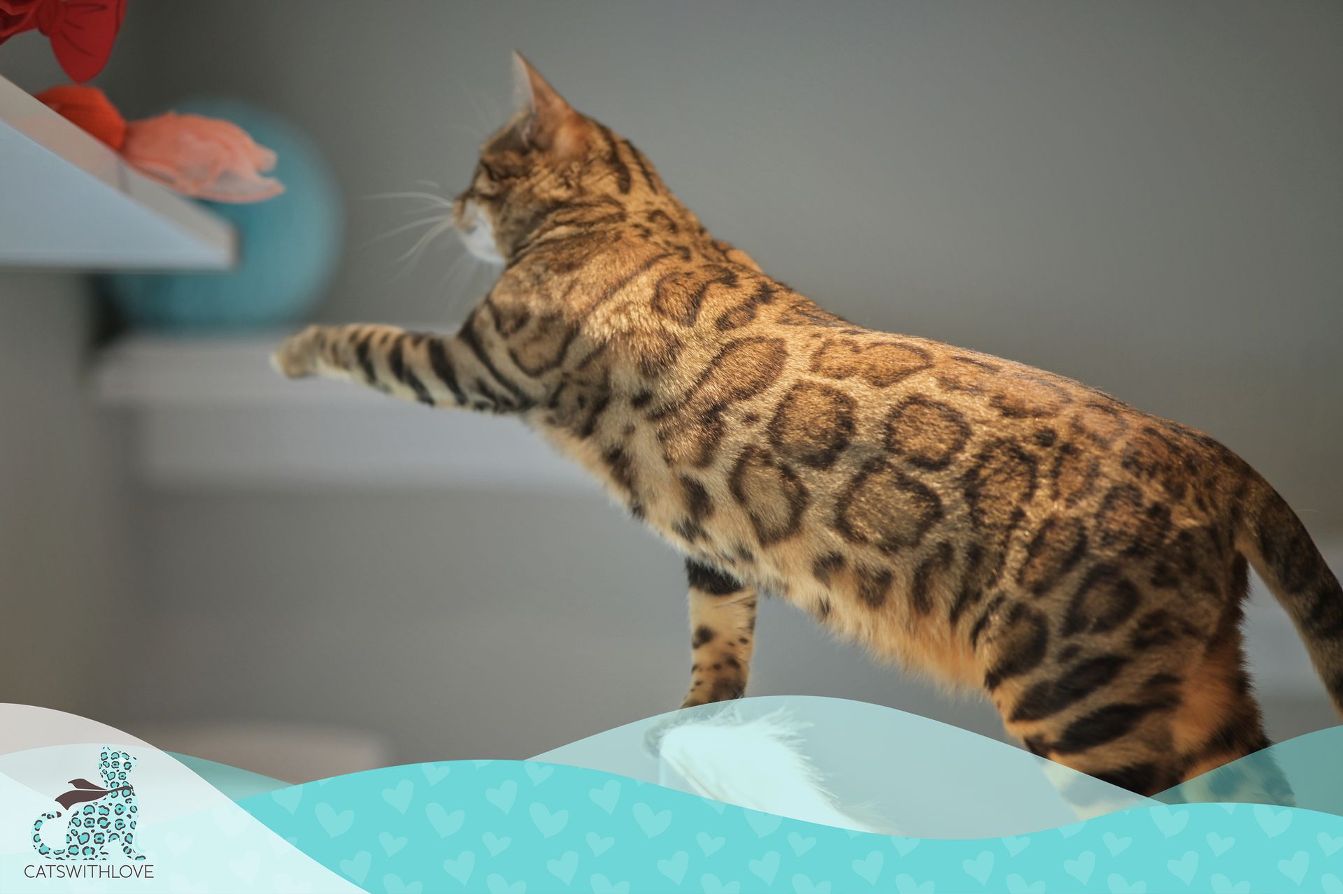Avani - Bengal cat reaching up at a toy on a shelf.